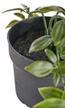 Kunstig plante i potte H70 cm innendørs - Day